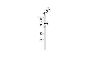 HCDC7L1 Antibody (M9) (ABIN1882165 and ABIN2841618) western blot analysis in MCF-7 cell line lysates (35 μg/lane). (CDC7 Antikörper  (N-Term))