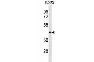 ZNF73 Antibody (N-term) (ABIN1538897 and ABIN2838158) western blot analysis in K562 cell line lysates (35 μg/lane). (ZNF73 Antikörper  (N-Term))