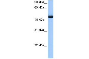 PAOX antibody used at 1 ug/ml to detect target protein. (PAOX Antikörper)