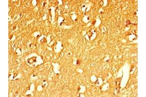 Immunohistochemistry of paraffin-embedded human brain tissue using ABIN7160129 at dilution of 1:100