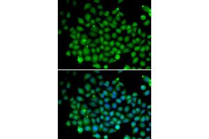 Immunofluorescence (IF) image for anti-Ubiquitin D (UBD) antibody (ABIN1876679) (UBD Antikörper)