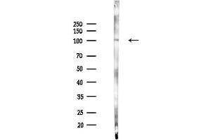 Western blot analysis of lysates from K562 cells(starvation 24h treatment), using F4/80 Antibody at 1/1000 dilution.