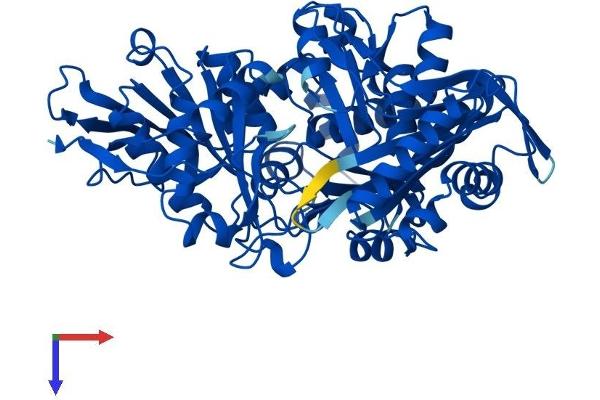 Phosphoglucomutase 1 Protein (PGM1) (AA 1-562) (His tag)