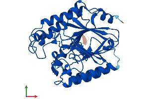 Protein Structure (PS) image for Calcineurin-Like phosphoesterase Domain Containing 1 (Cpped1) (AA 1-314) protein (His tag) (ABIN7546832)