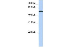 SIGLEC6 antibody used at 1 ug/ml to detect target protein. (SIGLEC6 Antikörper  (N-Term))