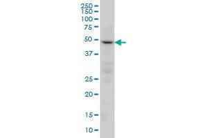 PPP2R2C monoclonal antibody (M01), clone 6D1 Western Blot analysis of PPP2R2C expression in HeLa . (PPP2R2C Antikörper  (AA 1-110))