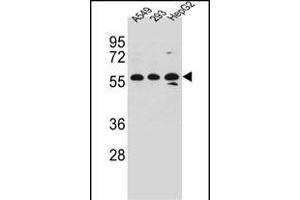 TRIM4 Antibody (N-term) (ABIN657212 and ABIN2846322) western blot analysis in A549,293,HepG2 cell line lysates (35 μg/lane). (TRIM4 Antikörper  (N-Term))