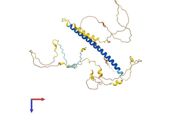 TSC22D4 Protein (AA 1-387) (His tag)