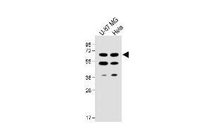 All lanes : Anti-UGT8 antibody (Center) at 1:1000 dilution Lane 1: U-87 MG whole cell lysate Lane 2: Hela whole cell lysate Lysates/proteins at 20 μg per lane. (UGT8 Antikörper  (AA 366-393))