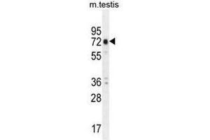ANKRD5 Antibody (C-term) western blot analysis in mouse testis tissue lysates (35µg/lane). (ANKRD5 Antikörper  (C-Term))