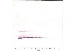 Image no. 3 for anti-Interleukin 7 (IL7) antibody (ABIN465349) (IL-7 Antikörper)