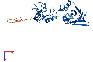 SIAH1 Protein (AA 1-282) (His tag)