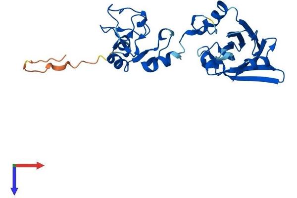 SIAH1 Protein (AA 1-282) (His tag)