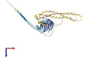 GLDN Protein (AA 1-551) (His tag)