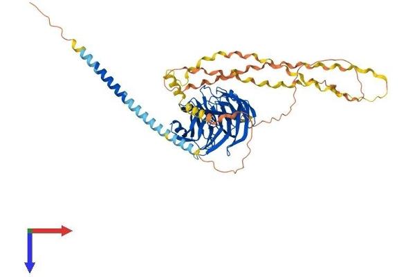 GLDN Protein (AA 1-551) (His tag)