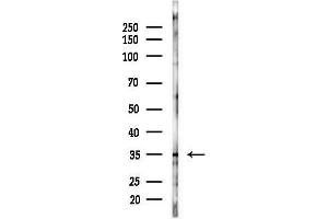 Western blot analysis of lysates from Mouse liver, using eIF2 alpha Antibody at 1/1000 dilution.