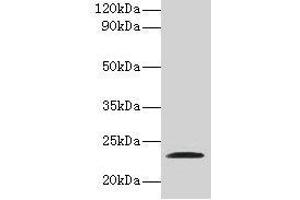 Western blot All lanes: JAM2 antibody at 2 μg/mL + Recombinant Junctional adhesion molecule B protein Secondary Goat polyclonal to rabbit IgG at 1/10000 dilution Predicted band size: 34, 30, 35 kDa Observed band size: 23 kDa (JAM2 Antikörper  (AA 29-238))