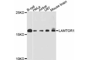 Western blot analysis of extracts of various cell lines, using LAMTOR1 antibody (ABIN5998112) at 1:3000 dilution. (LAMTOR1 Antikörper)