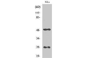 Western Blotting (WB) image for anti-Clusterin (CLU) (C-Term) antibody (ABIN3174453) (Clusterin Antikörper  (C-Term))