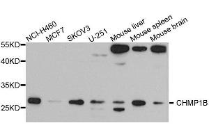 Western blot analysis of extracts of various cell lines, using CHMP1B antibody. (CHMP1B Antikörper  (AA 1-199))