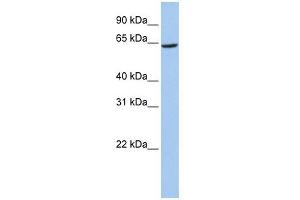 SLC13A2 antibody used at 1 ug/ml to detect target protein. (SLC13A2 Antikörper)
