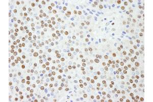 Immunohistochemistry (IHC) image for anti-Karyopherin (Importin) alpha 4 (KPNA4) (AA 471-521) antibody (ABIN7448983) (KPNA4 Antikörper  (AA 471-521))