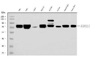 Western blot analysis of FIP1L1 using anti-FIP1L1 antibody (ABIN7600761). (FIP1L1 Antikörper  (AA 23-558))