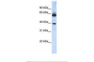 Image no. 1 for anti-Karyopherin alpha 1 (Importin alpha 5) (KPNA1) (AA 74-123) antibody (ABIN6738977) (KPNA1 Antikörper  (AA 74-123))