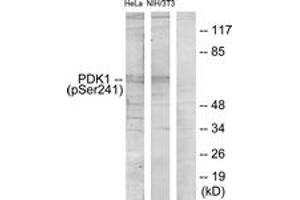 Western blot analysis of extracts from HeLa cells and NIH/3T3 cells, using PDK1 (Phospho-Ser241) Antibody. (PDPK1 Antikörper  (AA 210-259))