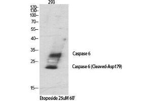 Western Blot (WB) analysis of specific cells using Cleaved-Caspase-6 p18 (D179) Polyclonal Antibody. (Caspase 6 p18 (Asp179), (cleaved) Antikörper)