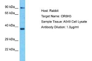 Host: Rabbit Target Name: OR8H3 Sample Type: A549 Whole Cell lysates Antibody Dilution: 1. (OR8H3 Antikörper  (C-Term))