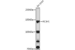 Western blot analysis of extracts of SH-SY5Y cells, using RC3H1 Rabbit pAb (ABIN7270049) at 1:3000 dilution.