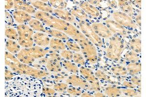 ABIN6259999 and ABIN6272243 at 1/100 staining Rat kidney tissue by IHC-P. (APOOL Antikörper  (C-Term))