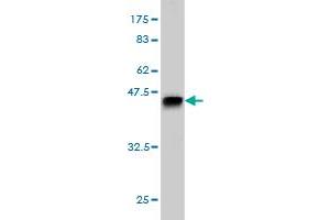 Western Blot detection against Immunogen (40. (TESK2 Antikörper  (AA 405-542))