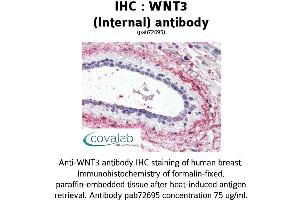 Image no. 2 for anti-Wingless-Type MMTV Integration Site Family, Member 3 (WNT3) (Internal Region) antibody (ABIN1740828) (WNT3 Antikörper  (Internal Region))