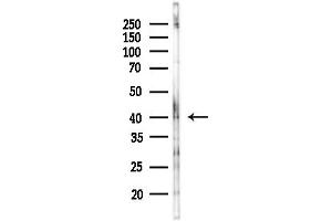 anti-Alcohol Dehydrogenase 7 (Class IV), mu Or sigma Polypeptide (ADH7) (Internal Region) antibody