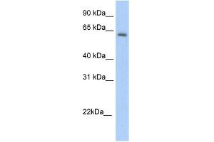 WB Suggested Anti-Anxa6 Antibody Titration:  5. (ANXA6 Antikörper  (C-Term))