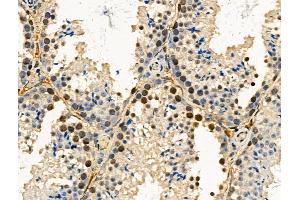 Phospho-SRPK2 (Ser494/Ser497) Antibody at 1/100 staining Mouse testis tissue by IHC-P. (SRPK2 Antikörper  (pSer494, pSer497))