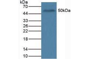 Figure. (OCT4 Antikörper  (AA 136-360))