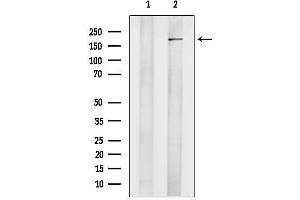 Western blot analysis of lysates from 3, using KDM4C / GASC1 / JMJC Antibody.