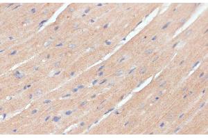 Immunohistochemistry of paraffin-embedded Mouse heart using NHLRC1 Polyclonal Antibody at dilution of 1:100 (40x lens). (NHLRC1 Antikörper)