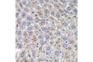 Immunohistochemistry of paraffin-embedded mouse liver using SND1 antibody. (SND1 Antikörper  (AA 26-285))