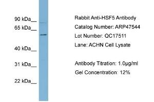 WB Suggested Anti-HSF5  Antibody Titration: 0. (HSF5 Antikörper  (Middle Region))