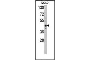 Image no. 1 for anti-SET Domain Containing (Lysine Methyltransferase) 8 (SETD8) (AA 364-393), (C-Term) antibody (ABIN356688) (SETD8 Antikörper  (C-Term))