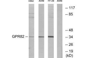 Western blot analysis of extracts from K562 cells, A549 cells and HT-29 cells, using GPR82 antibody. (GPR82 Antikörper  (Internal Region))