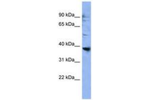 OR2L3 Antikörper  (AA 228-277)