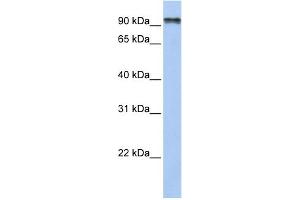 WB Suggested Anti-PCDHGC4 Antibody Titration:  0. (PCDHGC4 Antikörper  (N-Term))