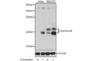 Western blot analysis of extracts of various cell lines, using MAP1LC3B antibody (ABIN6291773) at 1:1000 dilution. (LC3B Antikörper)