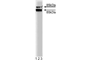 Western blot analysis of Cortactin on a A431 lysate. (Cortactin Antikörper)