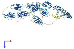 MYBPC2 Protein (AA 1-1136) (His tag)